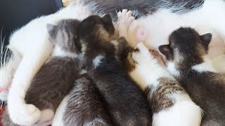 Anak kucing 5 ekor, sekarang sudah pindah lapak lagi