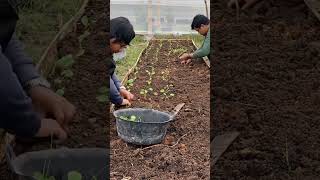 Planting mustard in raised bed #plants #garden #harvest #farming #organicfarming #mustard