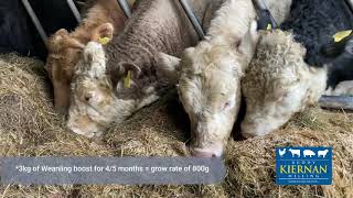 David Magee feeding his weanlings inside