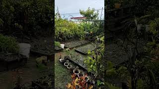 Kebun 1 MilyarKu Kebanjiran 😭😭😭