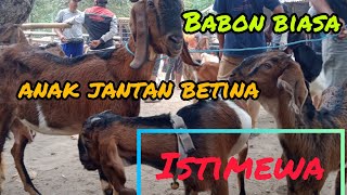 UPDATE HARGA KAMBING BABON BAWA ANAK ISTIMEWA DAN BETINA Hari ini.Jum'at, 22 juli 2022