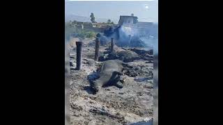 Scenes of the fire in the cattle market #cow #dairyanimal #dairycalves #animals #farming #dairycow