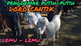 Update Harga Kambing Terbaru Hari ini Pasar Hewan Wlingi-Blitar, sabtu ,6 Agustus 2022.