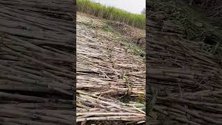 गन्ने की पूलियो मे सभी गन्ने समान लमबाई मे #sugarcane #agriculture #sugercane #farming