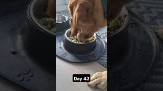 Day 42 until my dog gets 1k subscribers