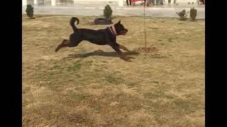 Young Rottweiler having fun