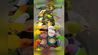 Beautiful colorful parrots 🦜 #birds #parrots #ytshorts