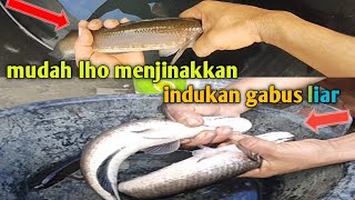 cara menjinakkan ikan gabus liar