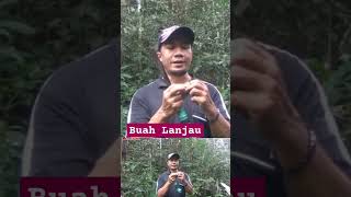 PANEN BUAH LANJAU DI HUTAN