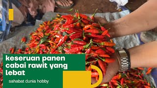 KESERUAN PANEN CABAI RAWIT YANG LEBAT