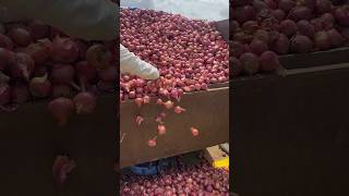 Nashik Umrane Market - Onion rates Onion Market