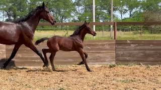 colt by Glamourdale - Rocky Lee *2024, Oldenburg, dressage