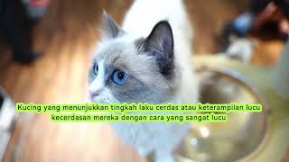 Kumpulan klip kucing-kucing yang terbangun