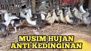 MERAWAT ANAK ENTOK DI MUSIM HUJAN