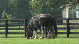 Black Clydesdale Horses at Lodestar Farm in Buchanan, TN - tnhomeandfarm.com