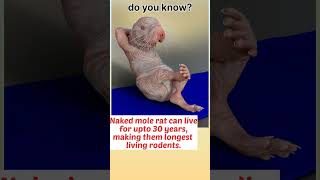 fact 82, life of naked mole