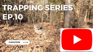 bobcat trapping