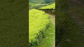 Nilgiris Tea