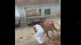 Dangerous cow run away.               خطرناک گائیں جس نے آدمی اڑا دیا۔