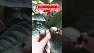 part2 cara pendek membuahkan jambu biji di pot#berkebun #pertanian #petualangan #berkebundirumah