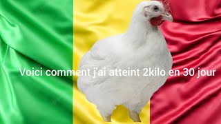 POULET DE 30 JOUR D'UN MALIEN  FORMÉ PAR L'ÉQUIPE DE RÉUSSIR L'ÉLEVAGE EN AFRIQUE.