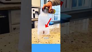 #cleaninghacks #cleaningtips #hacks #clarkinc #bugs #bugfixes #trendingshorts #viralvideos