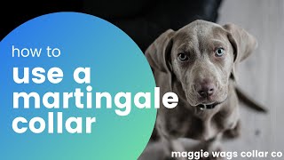 How to Use a Martingale Collar | Maggie Wags Collar Co.