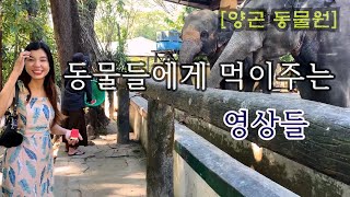 동물원에서 동물들 먹이 주기 #양곤동물원 #미얀마동물원 #양곤zoo