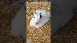 Sioux City Park en Gran Canaria #animals #shortvideo #canaryislands #travel