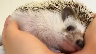 Rescuing injured hedgehogs in dangerous situations | Animal rescue compilation