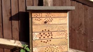 New Bug Hotel Design for Solitary Bees & Insects