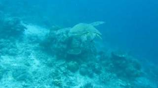 Green Turtle chase on Sipadan