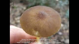 Pluteus phlebophorus. Champimaginatis. English Text.