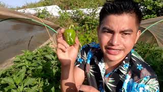 BELL PEPPER PEST AND DISEASES