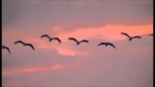 4000 Grues cendrées (Grus grus) au Lac du Der en Champagne