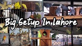 Visit Ali Bhai Setup Raw | Grey Parrot | Ringneck   Sunconure | Lorry | Huge Setup In Lahore