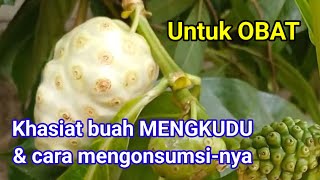 Khasiat buah MENGKUDU & cara mengonsumsi-nya || Untuk OBAT