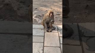 Monkey Loves Biscuits #pashupatinath #nepal #kathmandu