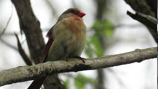 Northern Cardinal