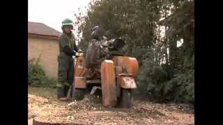 How To Remove A Tree Stump | Cohen and Master