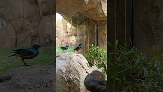 Bioparqe Valencia #shortvideo #bioparque #valencia