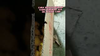 WAJIB DIKASIH LAMPU DI SETELAH MINTI DI AMBIL DARI INDUKNYA AGAR TIDAK MATI KEDINGINAN #shorts