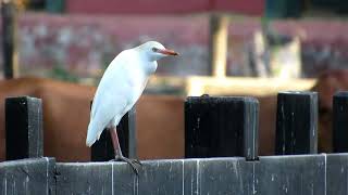 GARÇA-VAQUEIRA (Bubulcus ibis)