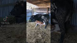 New calf on the farm!!! Mom and the new girl are doing great 👍