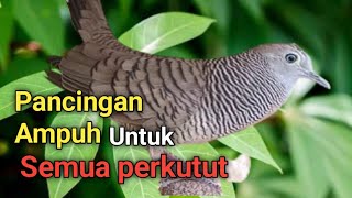 Perkutut lokal gacor pancingan ampuh untuk semua perkutut