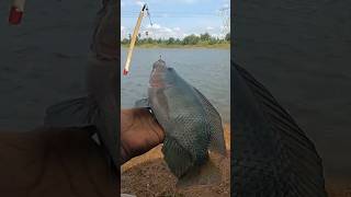 பட்ட ஜிலேபி..👌🔥🤩Big size tilapia.🔥🤩👌#fishinglife #fishingvideo #amazing