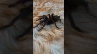 Brazilian black #tarantula #brazilianblacktarantula