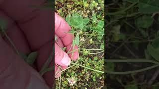 Trifolium repens - White Clover