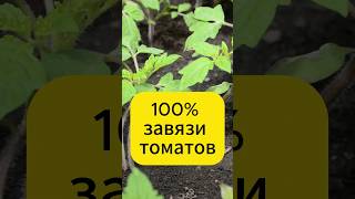 Средство для 100% завязи томатов  #дача #овощи #огород #томаты