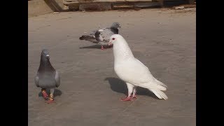 Puraney Kabootar sarey || old pigeons.